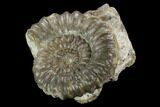 Fossil (Androgynoceras) Ammonite - Germany #129527-1
